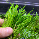 Micro Sword (LILAEOPSIS NOVAEZELANDIAE) - AquaticMotiv