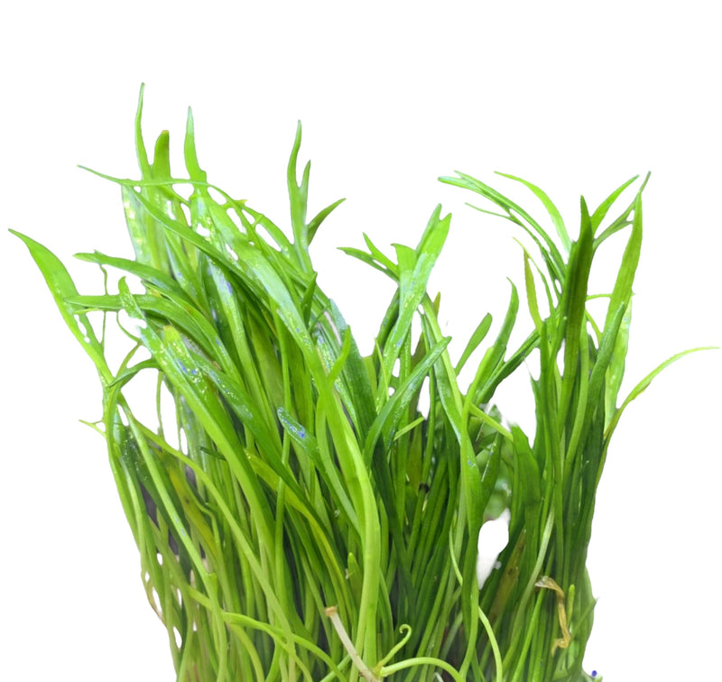 Micro Sword (LILAEOPSIS NOVAEZELANDIAE) - AquaticMotiv