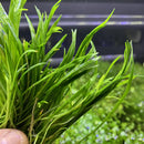 Fresh vibrant green Micro Sword (Lilaeopsis novaezelandiae) aquatic grass