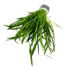 Micro Sword (LILAEOPSIS NOVAEZELANDIAE) - [AquaticMotiv]