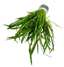 Bundle of vibrant green Micro Sword Lilaeopsis Novaezelandiae plants clipped with silver plastic