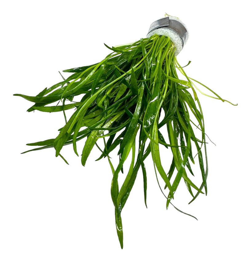 Micro Sword (LILAEOPSIS NOVAEZELANDIAE) - [AquaticMotiv]