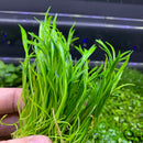 Micro Sword (LILAEOPSIS NOVAEZELANDIAE) - AquaticMotiv