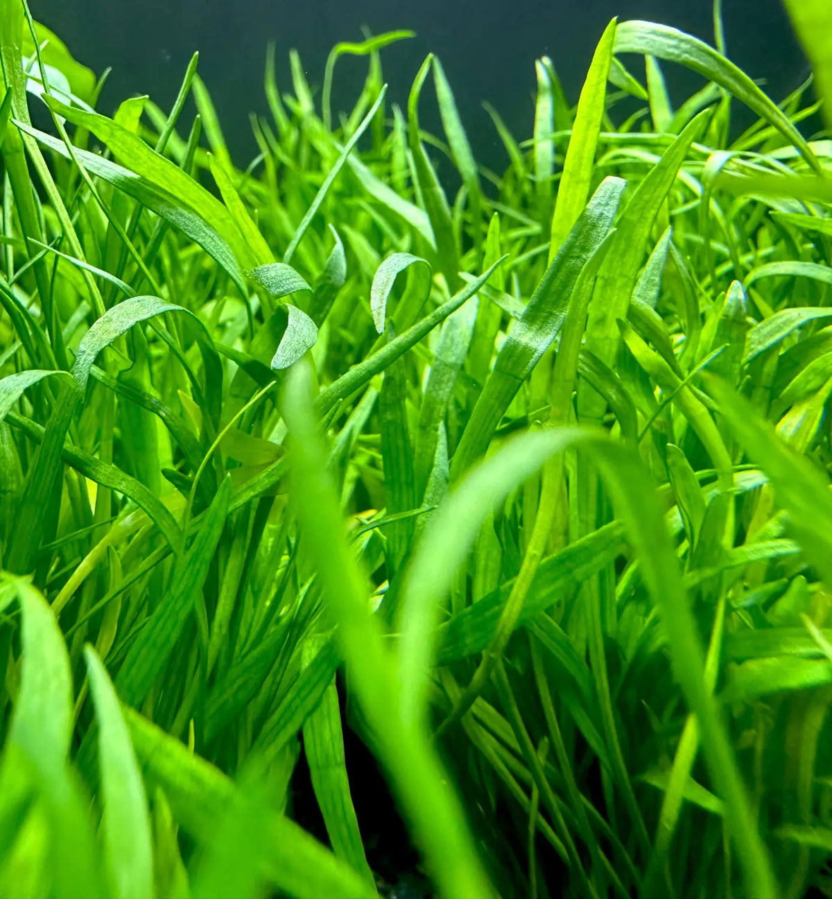 Micro Sword Lilaeopsis novaezelandiae Carpet Plant | Aquatic Motiv Micro Sword Lilaeopsis novaezelandiae Carpet Plant | Aquatic Motiv