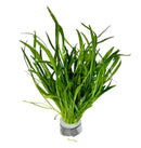 Vibrant green Micro Sword (Lilaeopsis Novaezelandiae) plant in gray plastic base