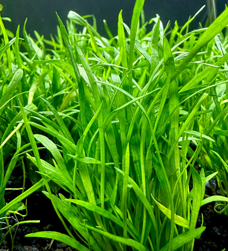 Micro Sword (LILAEOPSIS NOVAEZELANDIAE) - [AquaticMotiv]