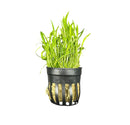 Micro Sword (Lilaeopsis Novaezelandiae) Pot - [AquaticMotiv]
