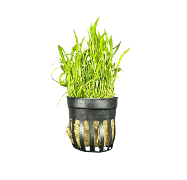 Micro Sword (Lilaeopsis Novaezelandiae) Pot - [AquaticMotiv]