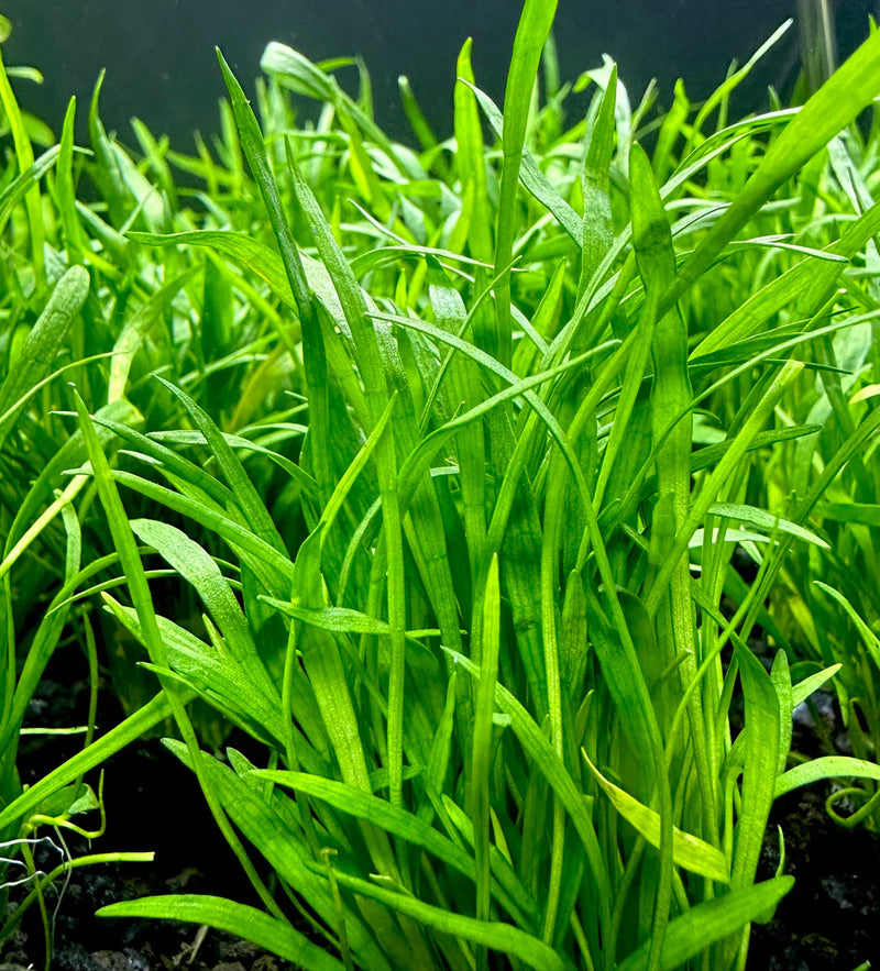 Micro Sword (Lilaeopsis Novaezelandiae) Pot - [AquaticMotiv]
