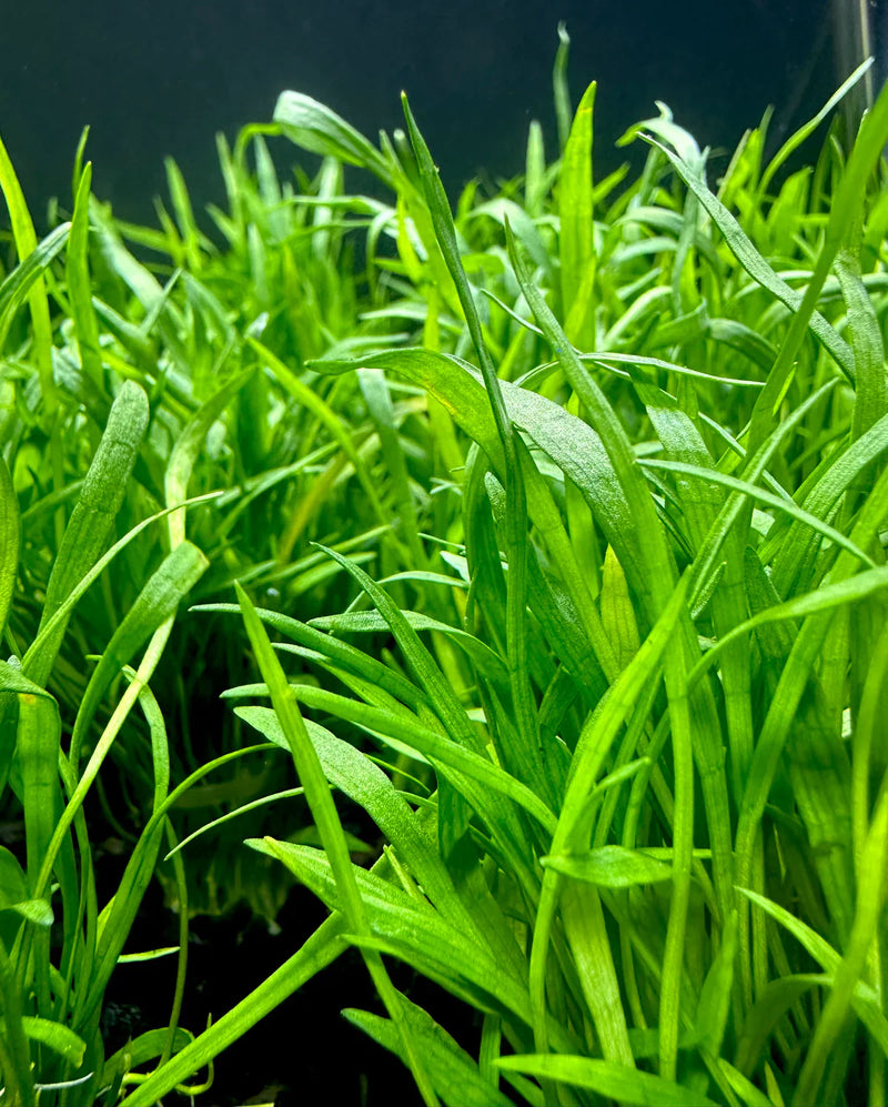 Micro Sword (Lilaeopsis Novaezelandiae) Pot - [AquaticMotiv]
