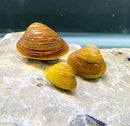 Three brown ridged glossy freshwater snail shells on textured rock for mini gold clam x3 aquarium decor