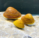 Freshwater Gold Clam (Corbicula Fluminea var. 'Gold') x3 - AquaticMotiv