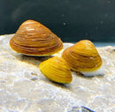 Three small glossy brown and yellow mini gold clam snails with ridged shells on a textured rock surface