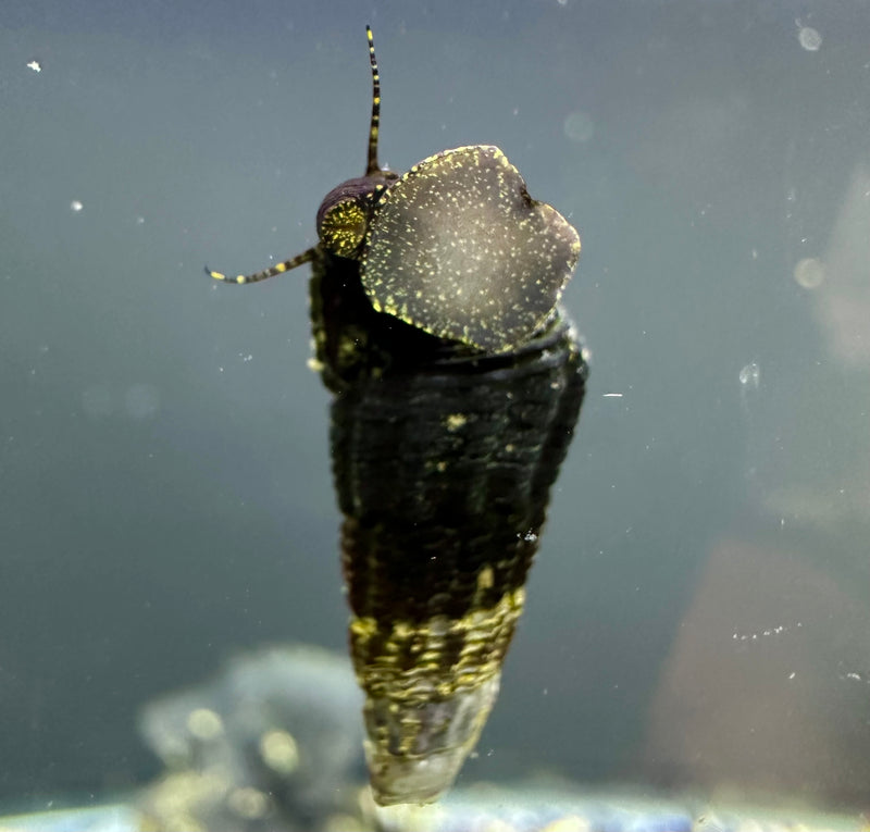 Mini Gold Spotted Rabbit Snail x4 (Tylomelania Sp.) - [AquaticMotiv]