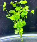 Mint Charlie (Micromeria brownei) - AquaticMotiv