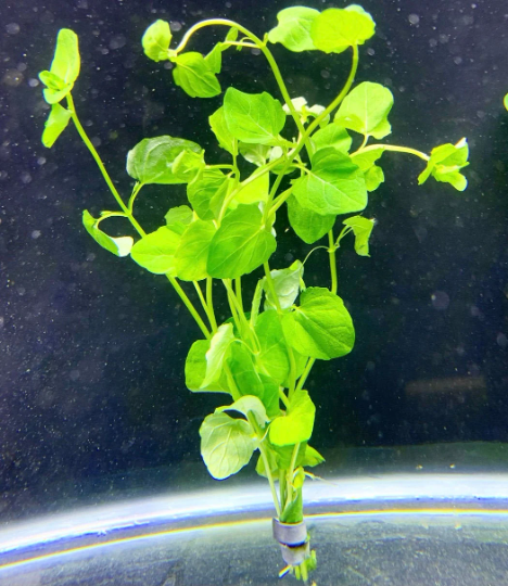 Mint Charlie (Micromeria brownei) - AquaticMotiv