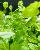 Fresh glossy Mint Charlie (Micromeria brownei) leaves with delicate veins