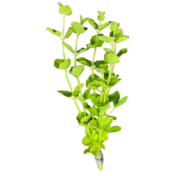 Mint Charlie (Micromeria brownei) - AquaticMotiv