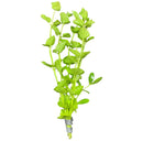 Mint Charlie (Micromeria brownei) - AquaticMotiv