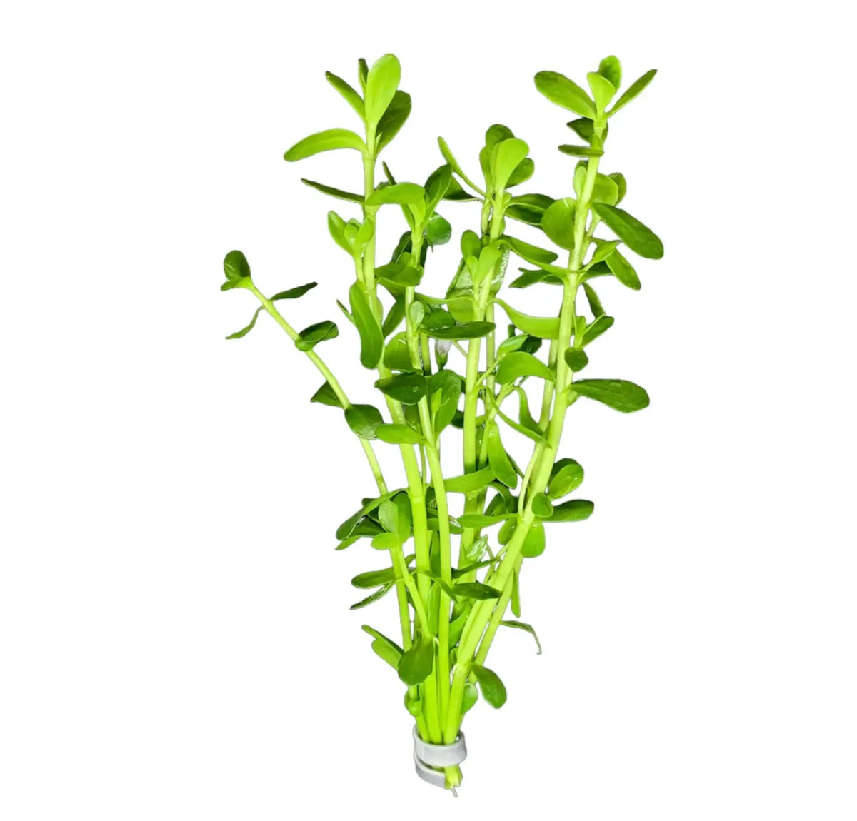 money wart plant Moneywort Bacopa monnieri Aquarium Plant