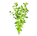 Green Moneywort aquarium plant with broad leaves and white base