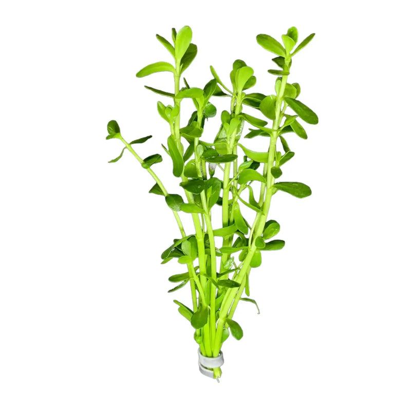 Moneywort Bacopa monnieri Aquarium Plant