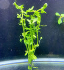 Green Moneywort plant with broad leaves floating in water