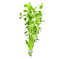 Vibrant Moneywort plant with green leaves, sturdy stems, and silver clip