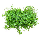 Fresh Monte Carlo microgreens with delicate rounded leaves and slender stems in 4x2 mat