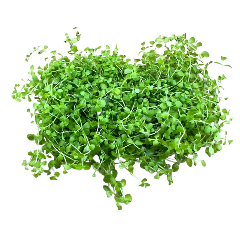 Monte Carlo 4x2 Mat Micranthemum tweediei | Aquatic Motiv