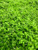 Lush Monte Carlo Micranthemum Tweedie groundcover with dewy rounded leaves