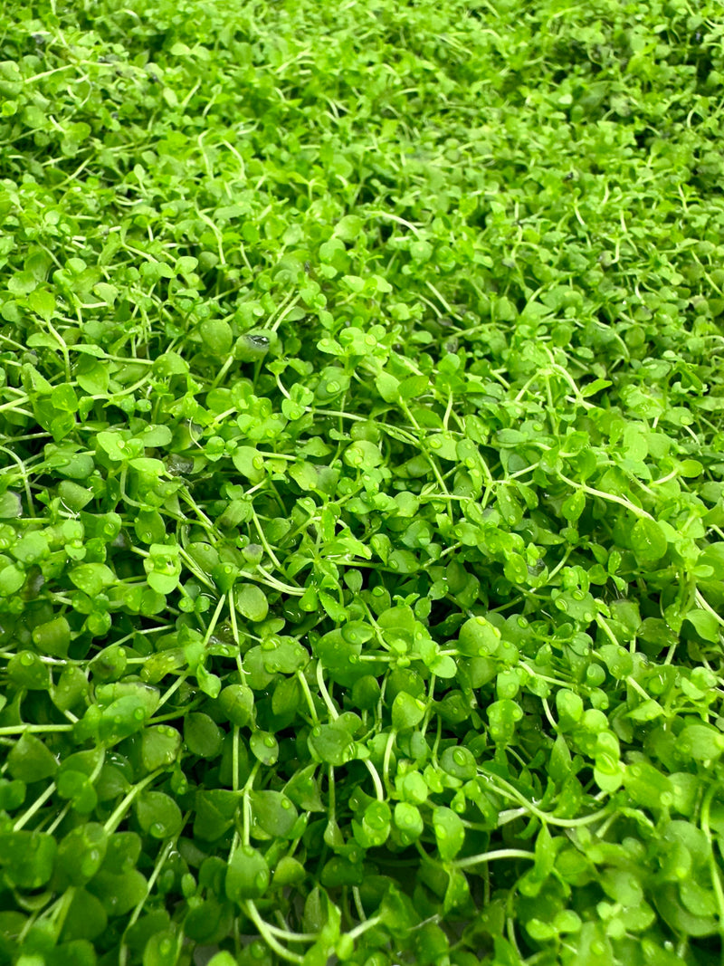 Monte Carlo (Micranthemum Tweedie sp.) 4"x2" MAT - [AquaticMotiv]