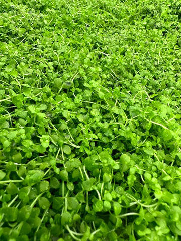 Fresh green Monte Carlo Micranthemum Tweedie sp. leaves with dewdrops