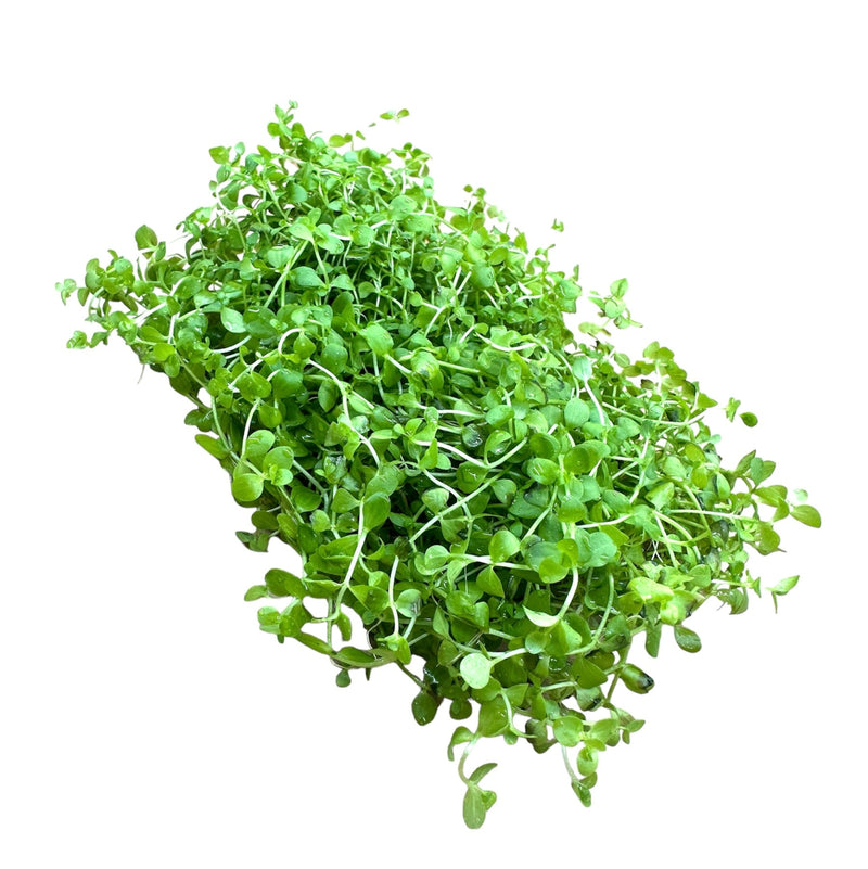 Monte Carlo (Micranthemum Tweedie sp.) 4"x2" MAT - [AquaticMotiv]