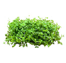 Fresh Monte Carlo microgreens with delicate rounded leaves and slender stems in 4x2 MAT