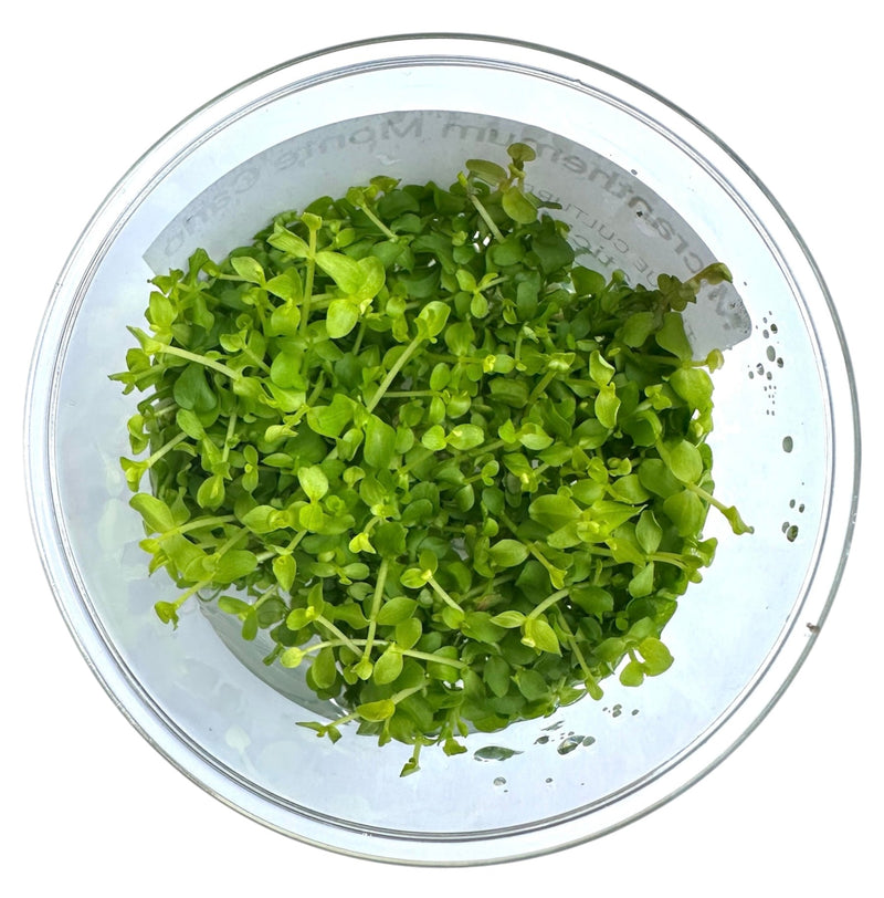 Monte Carlo Tissue Culture - [AquaticMotiv]