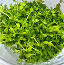 Fresh Monte Carlo Tissue Culture watercress sprouts in glass bowl