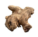 A rustic light brown mopani wood stump sculpture with a gnarled textured surface made from driftwood
