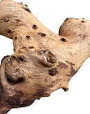 A gnarled light brown mopani wood stump with dark knots and natural wood grain texture