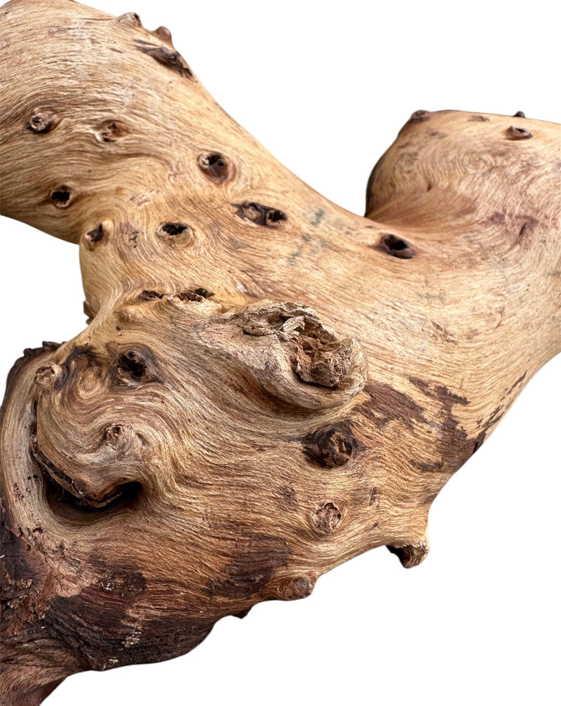Mopani Wood Stump - [AquaticMotiv]