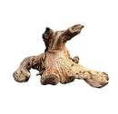 Mopani wood stump natural driftwood root sculpture with weathered light brown and beige finish