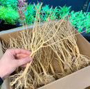 Hand holding light beige Moss Tree Driftwood artificial aquarium plants