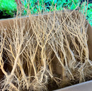Moss Tree Driftwood bundle of dried beige branches with roots and twigs