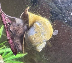 Why High Calcium Can’t Save Your Aquatic Snails If Your pH Is Soft: The Chemistry of Shell Dissolution