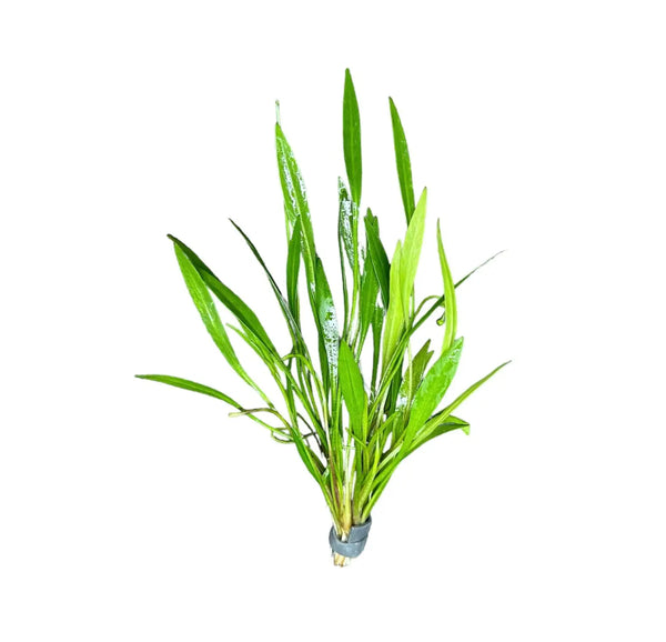 Narrow-Leaf Chain Sword Echinodorus tenellus artificial green plant with white speckles