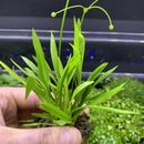 Hand holding Narrow-Leaf Chain Sword plant with white flowers in aquarium