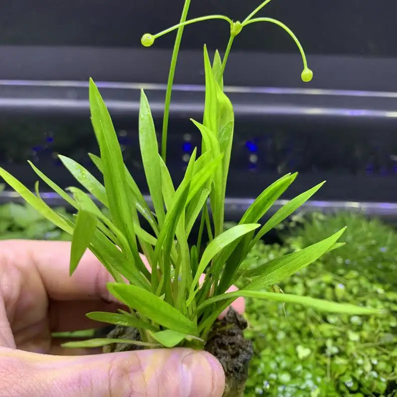 Narrow Leaf Chain Sword Echinodorus tenellus | Aquatic Motiv