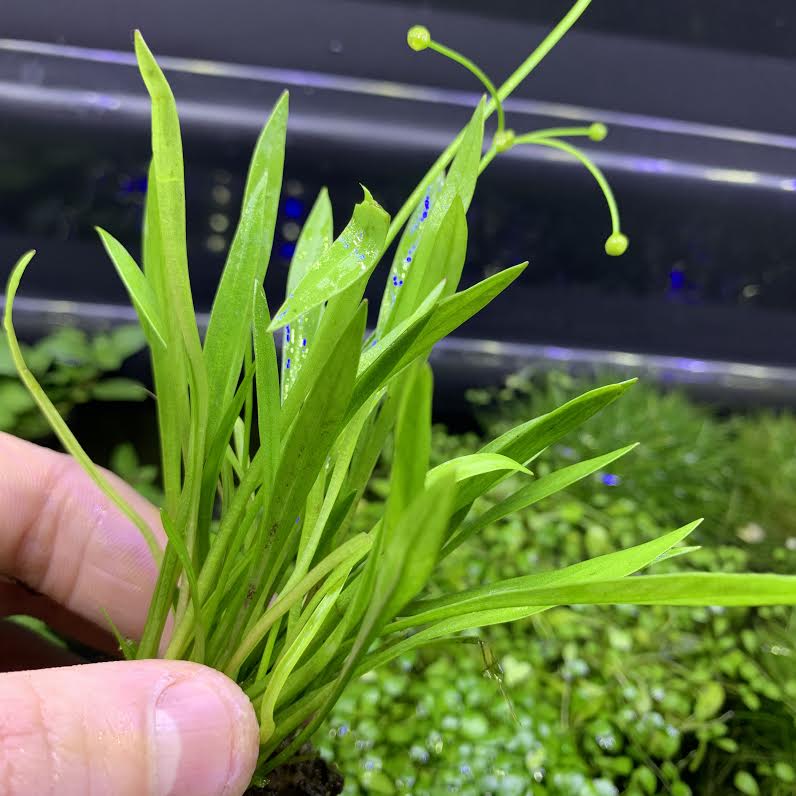 Narrow-Leaf Chain Sword (Echinodorus tenellus) - AquaticMotiv