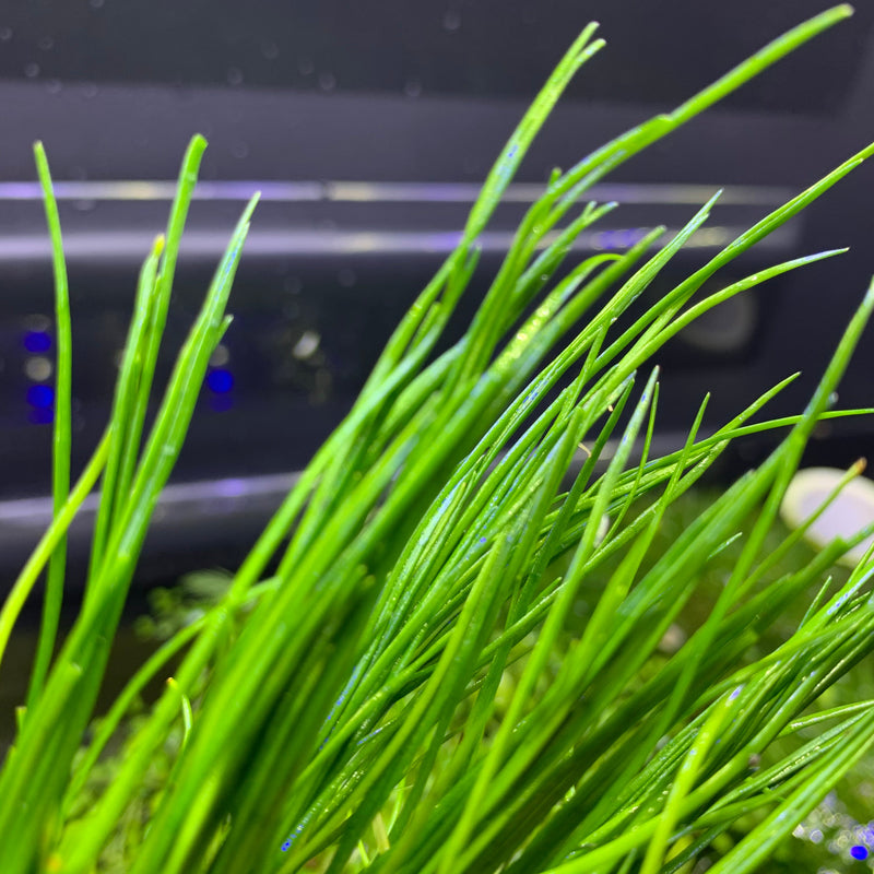 Narrow-Leaf Micro Sword (LILAEOPSIS MAURITIANA) - AquaticMotiv