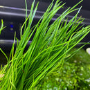 Vibrant Narrow-Leaf Micro Sword (Lilaeopsis Mauritiana) aquatic plant
